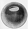 PLATE XXXI. ''THE WHOLE EARTH IS AN EGG''<br> (From <i>The Theory of the Earth</i>; Thomas Burnet, 1697)