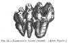 FIG. 11.—MASTODON'S TOOTH (WORN). (<i>After Figuier</i>)