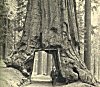 THE WAWONA TREE AND GALEN CLARK, DISCOVERER<BR>
 <I>Photo J. T. Boysen</I>