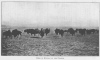 HERD OF BUFFALO ON THE PLAINS