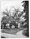 PLATE XII. TREE.<BR>
 Eastwood Oak, Tarrington.