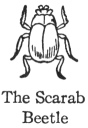 The Scarab Beetle