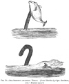 FIG. 75.—SEA-SERPENT ATTACHING WHALE. (<i>From Sketches by Capt. Davidson, S.S. </i>“<i>Kiushiu-maru</i>.”)
