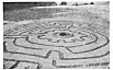 Fig. 142. Sea-Side Sand Maze. [<i>Photo: W.H.M.</i>]