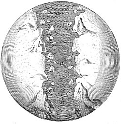 Cover for The Sacred Theory of the Earth