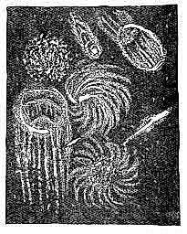 Cover for Oahspe: A Kosmon Bible in the Words of Jehovih and His Angel Embassadors