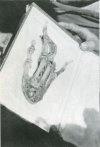 4 (left, below): Another desiccated hand from Pangboche. (Prof. Teizo Ogawa)