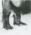 25: Feet of Lowland Gorilla in quadrupedal stance. (University Museum, University of Pennsylvania)