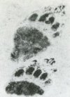 31 (left) Fore and hind right feet of Eurasian Brown Bear, in snow;