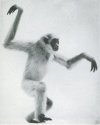 37 (below): Wow-Wow Gibbon walking. (Roy Pinney)