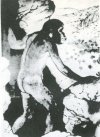 44 (left, above): Reconstruction of an Australopithecine. (M. Wilson, 1950)