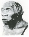 46 (left, below): Reconstruction of head of Pithecanthropus. (University Museum, University of Pennsylvania)