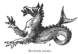 Sea-horse naiant.