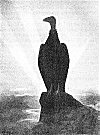 <i>Mol'-luk</i> the Condor looking off over the World from his Rock on Mount Diablo