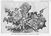 PLATE XIII<br> LEHUA (METROSIDEROS POLYMORPHA, FLOWERS AND LEAVES