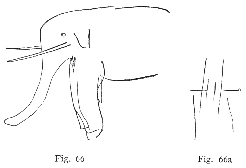 Fig. 66, Fig. 66a