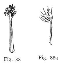 Fig. 88, Fig. 88a